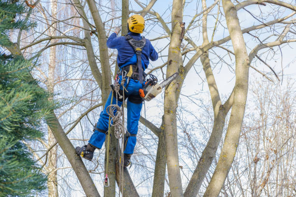 Best Tree Mulching  in Washington Mills, NY