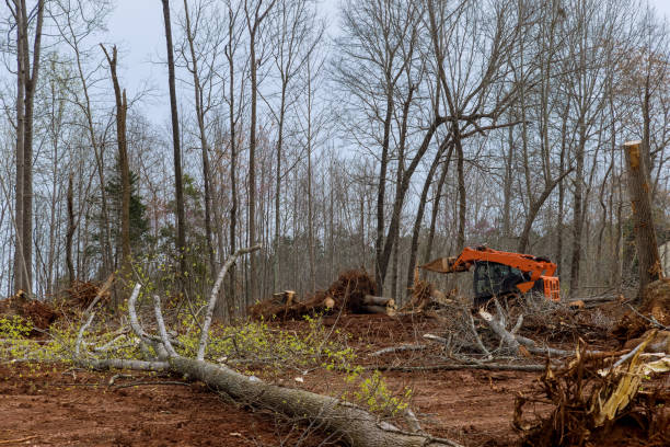 Best Storm Damage Tree Cleanup  in Washington Mills, NY