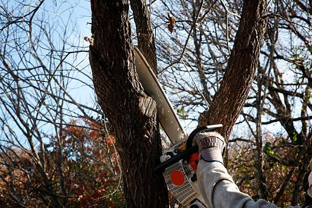 Best Leaf Removal  in Washington Mills, NY